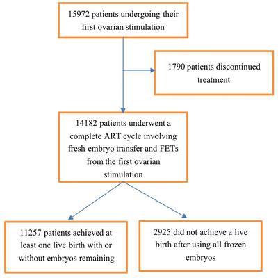 The Combined Impact of Female and Male Body Mass Index on Cumulative Pregnancy Outcomes After the First Ovarian Stimulation